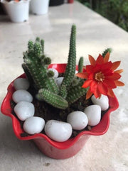 Echinopsis Chamaecereus Cactus