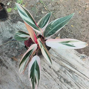 Stromanthe Triostar With Plastic Pot