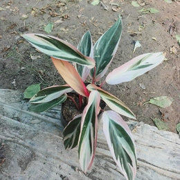 Stromanthe Triostar With Plastic Pot