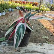 Stromanthe Triostar With Plastic Pot