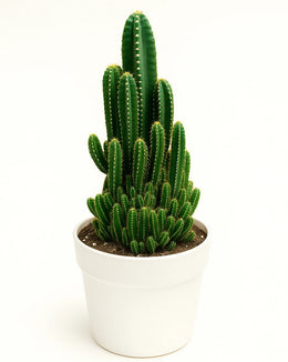 Acanthocereus Tetragonus 