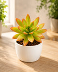 Sedum Nussbaumerianum- Adolphi Plant