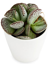 Adromischus cooperi Plant