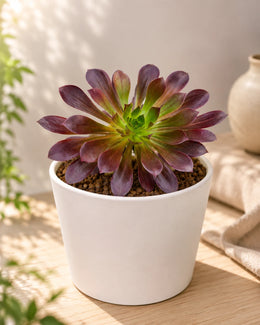 Aeonium Arboreum Plant