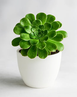 Aeonium Green Plant
