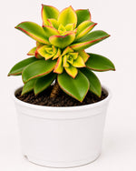 Aeonium ‘Kiwi' Plant - Nainileaf