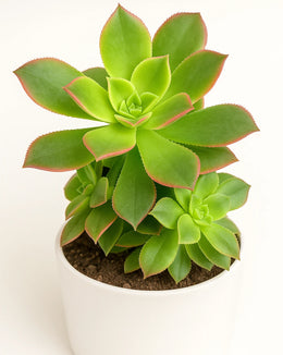 Aeonium Kiwi Tricolor Plants