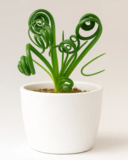 Albuca Spiralis (Frizzle Sizzle)- Bare rooted