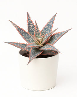 Aloe Donnie Plant