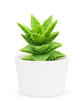 Aloe Juvenna Plant -Tiger tooth