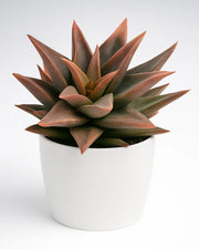 Alworthia Black Gem