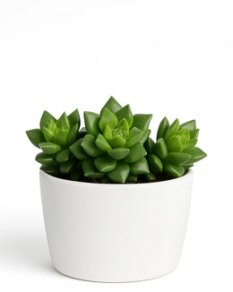 Anacampseros rufescens Plant