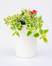 Aptenia Cordifolia Plant- Varigated