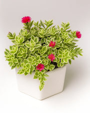 Aptenia Cordifolia Plant- Varigated