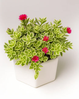 Aptenia Cordifolia Plant- Varigated