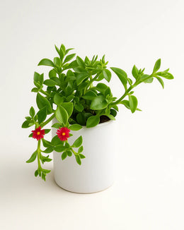 Aptenia Cordifolia Plant