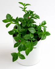 Aptenia Cordifolia Plant