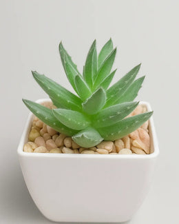 Artificial Succulent Green with pot