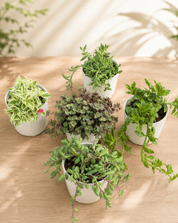 Assorted Combo of 5 Hanging Succulents - Nainileaf