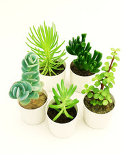 Assorted combo 4 of 5 succulents