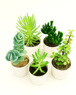 Assorted combo 4 of 5 succulents