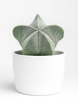 AstrophytumMyrostigma(Bishop'sHat) - Bare rooted