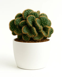 Austrocylindropuntia Subulata Cristata -  Bare rooted