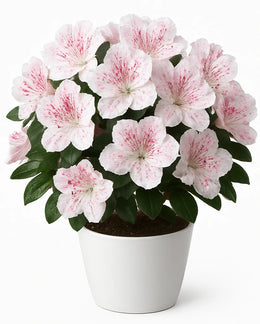 Azalea White Pink Spotted - Bare Rooted
