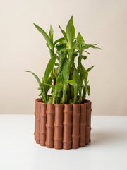 2 Layer Lucky Bamboo Plant With Pot - Nainileaf - Nainileaf