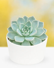 Echeveria Blue Fairy Plant