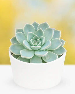 Echeveria Blue Fairy Plant