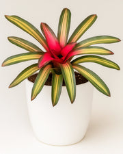 Bromeliads - Bare Rooted