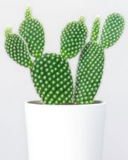 Bunny Ear (White) - Nainileaf