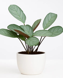 Calathea Burle Marxii (Maranta Wishbone Prayer Plant) Bare rooted