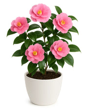 Camellia Pink Flower - Bare Rooted