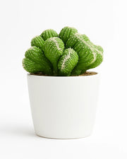 Cereus Forbesii Ming Thing Cactus - Bare rooted