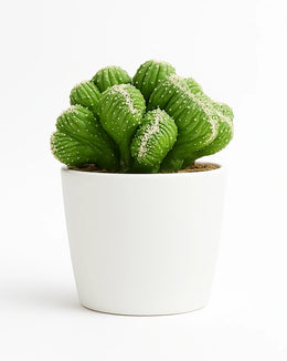 Cereus Forbesii Ming Thing Cactus - Bare rooted