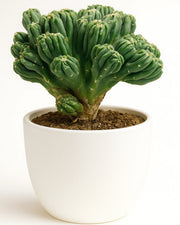 Cereus Forbesii Ming Thing Cactus - Bare rooted