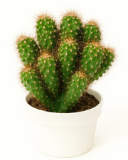 Cereus Peruvianus Monstruosa Cactus