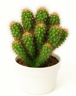 Cereus Peruvianus Monstruosa Cactus