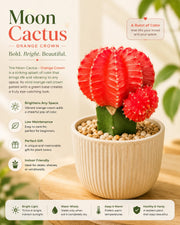 Moon Cactus - Orange Crown