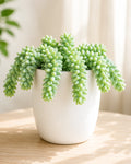 Sedum Burrito- (Burro's Tail) Donkey Tail Plant