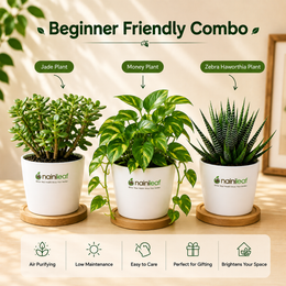 Beginner Friendly Combo - Nainileaf