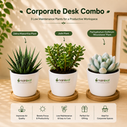Corporate Desk Combo