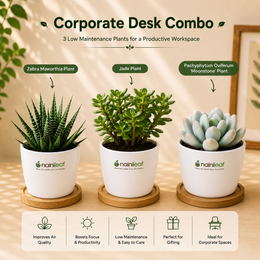 Corporate Desk Combo - Nainileaf