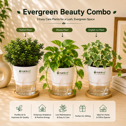 Evergreen Beauty Combo - Nainileaf