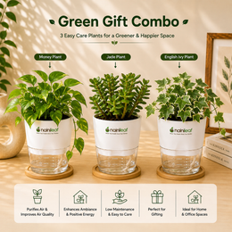 Green Gift Combo - Nainileaf