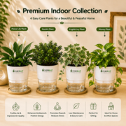 Premium Indoor Collection