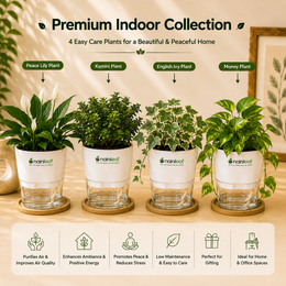 Premium Indoor Collection - Nainileaf