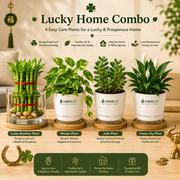 Lucky Home Combo